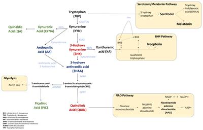 Kynurenine Pathway Metabolites as Biomarkers for Amyotrophic Lateral Sclerosis